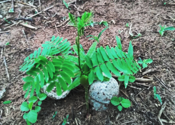 Professora goiana será homenageada na COP 30 com projeto de reflorestamento com cápsulas.