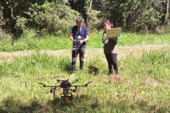 Drones estão sendo usados no RS em pesquisa para testar identificação de besouro