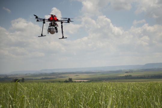 Uso de drones reduz custos e garante precisão no controle biológico da broca da cana